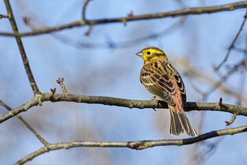 Yellowhammer bird sitting on 
 a branch (Emberiza citrinella)