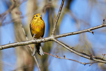 Yellowhammer bird sitting on 
 a branch (Emberiza citrinella)