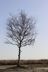 Baum, Ast, Äste, Zweige, Stamm, Baumstamm, Baumkrone