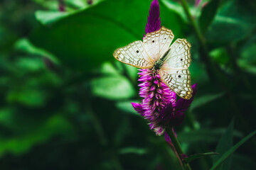 Butterfly under a blue flower