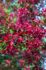 Fototapeta premium Apple trees in bloom. Blooming apple tree branch. Apple orchard in spring. 