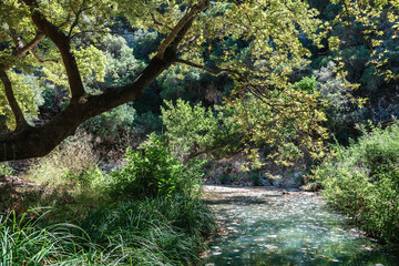 Scenic forest background with small river brook.