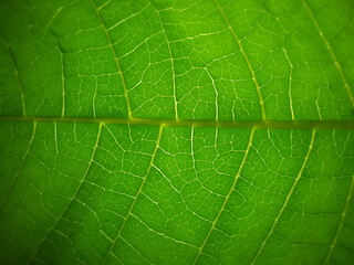 green leaf texture