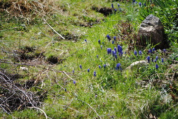Muscari,  jacinthes à grappes, fleurs bleu, nature, pâturage