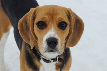 small brown dog beagle head in the street on a background of white snow