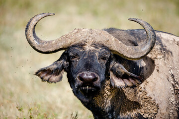 Fototapeta premium Kenia 