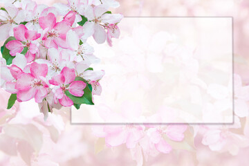 Spring blossom frame, toned,  flower background, pastel and soft floral card. Flat lay, top view, copy space . Banner