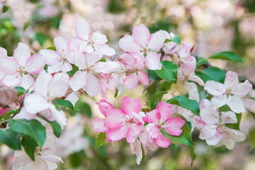 Apple trees in bloom. Blooming apple tree branch. Apple orchard in spring.	
