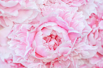 Delicate pink peony close-up (wallpaper, background, texture)