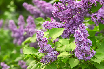 Obraz premium Branch of blooming lilacs in the garden in spring