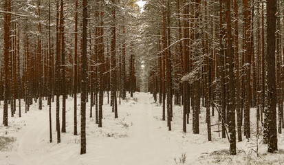 Fototapeta premium snow-covered forest in winter