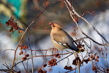 Bohemian Waxwing with a berry in its beak. Bird of the Waxwing eating a berry cranberry