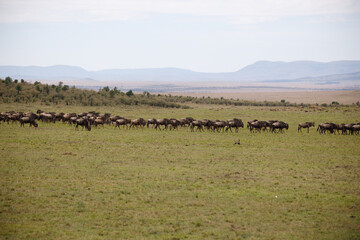 Kenia
