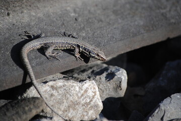 Lézard des murailles (Podarcis muralis) sur des traverses de chemin de fer