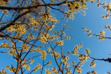 ZAUBERNUSS . WITCH HAZEL . Hamamelis