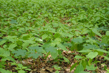 green low plant grows in the forest front view