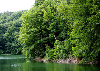 lake with green water from the reflection of nearby growing green trees in the daytime