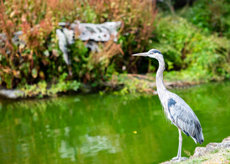 Great Blue Heron