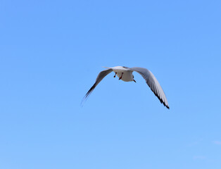 Fototapeta na wymiar Seagull, spreading its wings wide, conquers the endless blue sky 