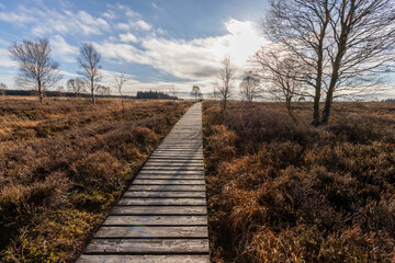 Boardwalk thought the moorland of the high fens in Belgium