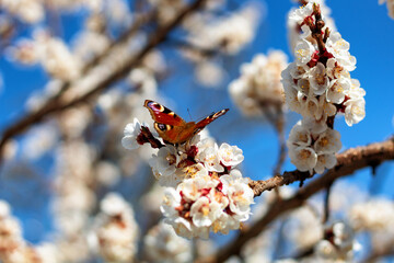 blooming tree