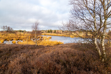 Swamp landscape in the High Fens