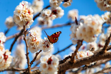 butterfly and flowers