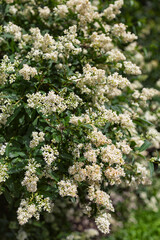 White spirea in bloom