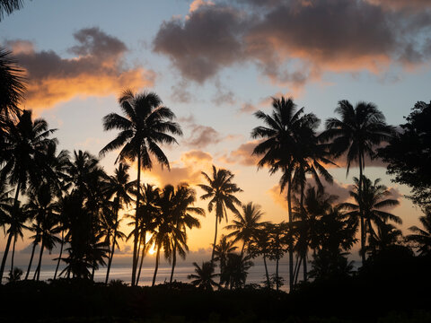 Fiji, Taveuni Island. Beach Sunset With Palm Trees.