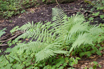 a large fern bush grows in the forest side view