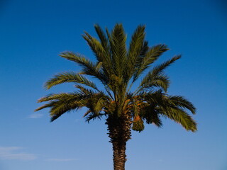 Fototapeta premium Palm tree on blue sky