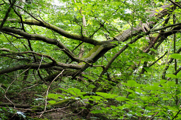 Obraz premium close up, a large branch of a tree with green leaves is tilted down