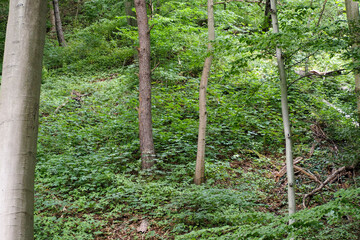 a lot of tall trees growing in the forest, side view . forest on a sunny summer day