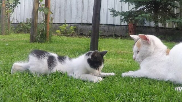 Small playful house kitten playing in garden, in the grass. Mother cat hurts him