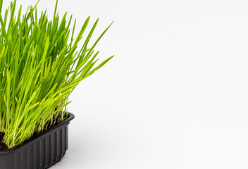 Green fresh germinated grass growing in the black pot with white background. Natural food for pets, copy space.