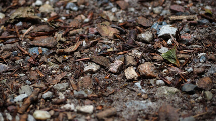 small rocks and dry brown leaves lie close to the ground in the forest . brown background