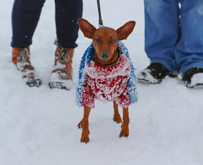 Miniature Pinscher walking in the winter with the owners.