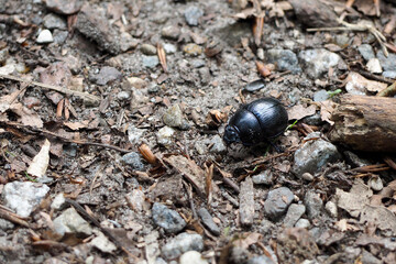 a black dung beetle crawls on the ground in a forest side view . the insect is close