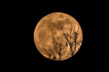 moon in the night