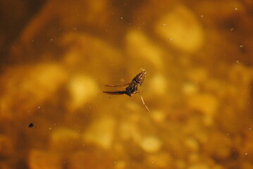 Nepomorpha, Punaise aquatique mangeant un têtard de grenouille
