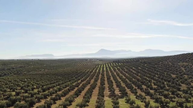 Mar de Olivos
