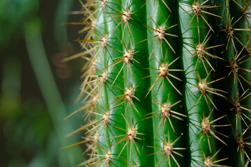 Green cactus caught in very close up on the thorns