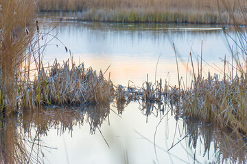 Reed along the edge of a lake in wetland in sunlight at sunrise in winter, Almere, Flevoland, The Netherlands, February 26, 2021