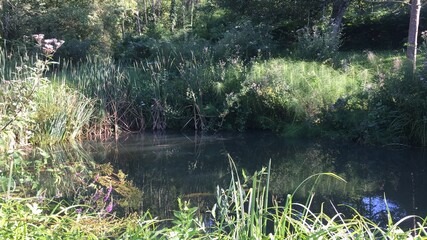 lake in the park