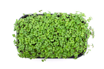 Mustard microgreen sprouts close up. Raw sprouts, microgreens, healthy food concept