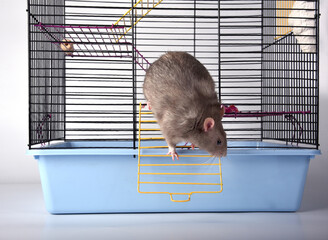 A wild breed rat prepared to escape looked out the window or door of a metal mesh cage