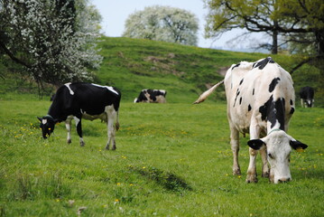 Fototapeta premium Vaches laitières dans un pâturage valloné de Suisse