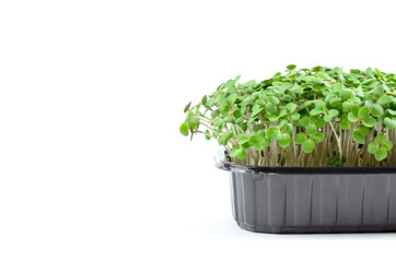 Fresh sprouts of mustard microgreens on a white background with place for text. Raw sprouts, microgreens, healthy food concept