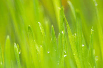 Fototapeta na wymiar Fresh and juicy spring grass with drops of dew.