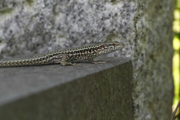 Lizard